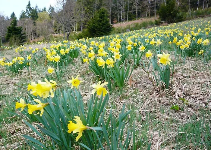 Au Tholy Avec Piscine Partagee 勒索里